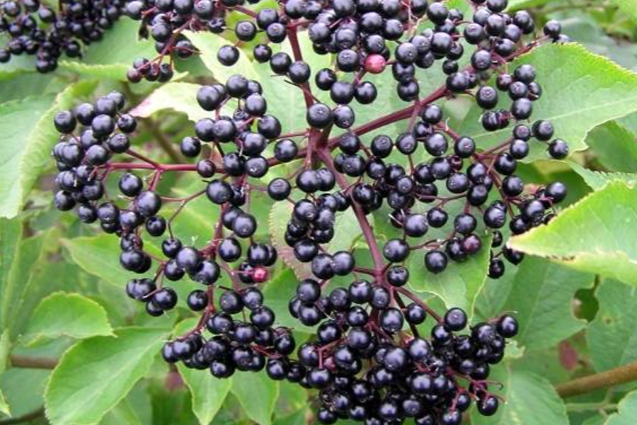 顛覆傳統(tǒng)果汁工藝！黑果花楸汁的超高壓保鮮革命