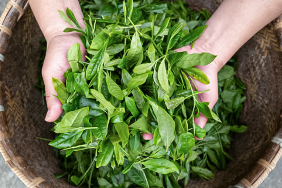 突破傳統(tǒng)工藝瓶頸：HPP 技術(shù)重構(gòu)鴨屎香冷萃茶品質(zhì)新標(biāo)桿