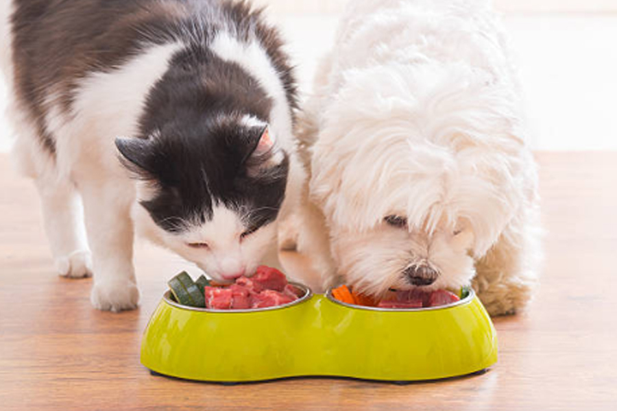 超高壓技術(shù)革新生狗糧安全：從行業(yè)困局到品質(zhì)升級