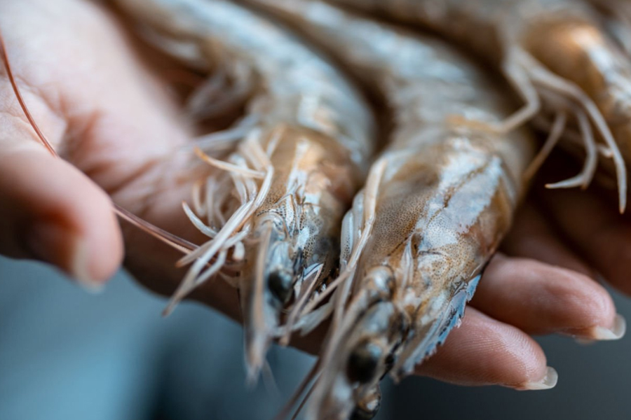 從手工剝蝦潰爛到日加工10噸：HPP技術推動水產加工進入高鮮無防腐劑新時代