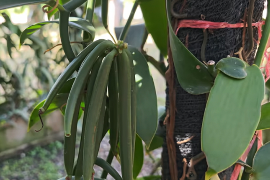 破局蘭花油加工難題！HiLock微射流技術(shù)提質(zhì)?；?>
						</a>
					</div>
					<span id=